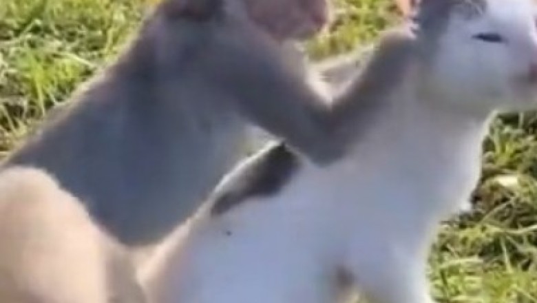 Cozy Couples Alert: Monkey Meets Cat for a Hilarious Dating Adventure!