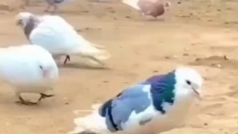 Feathered Acrobat Alert! Watch in Awe as a Dove Flips, Twirls, and Defies Gravity like a True Athlete!