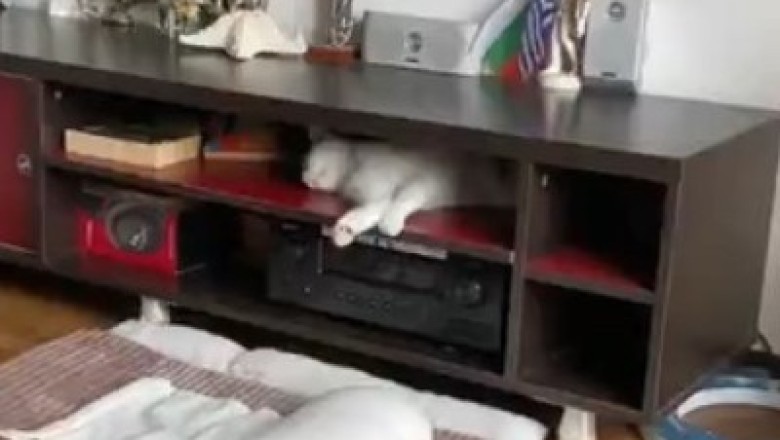 Feline Fiasco: Cats React Hilariously to the Sound of Music - You Won't Believe Their Hilarious Reactions!