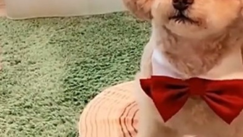 From Fluff to Flashback: Watch in Awe as This Cute Dog Recall Memories Through Hilarious Photos!