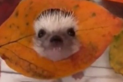 Hedgehog Hilarity: The Funniest Jokes Unleashed!