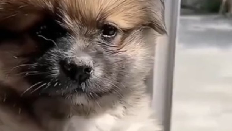 Hilarious Adventures of the Tiny Wonder: Watch This Cute Small Dog Take Comedy to New Heights!