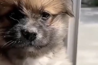 Hilarious Adventures of the Tiny Wonder: Watch This Cute Small Dog Take Comedy to New Heights!