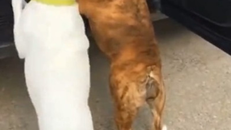 Hilarious Canine Comedy: Watch Two Dogs Struggle to Get into the Car!