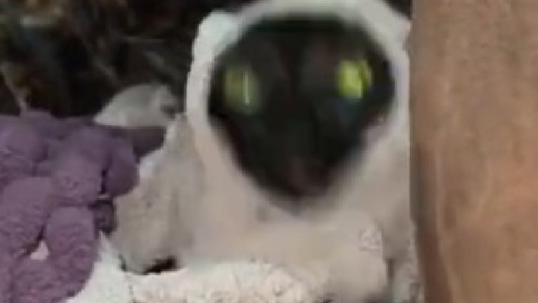 Hilarious Cat Escape Mission: Watch as Feline Mastermind Gets Entangled in a Rope Adventure!