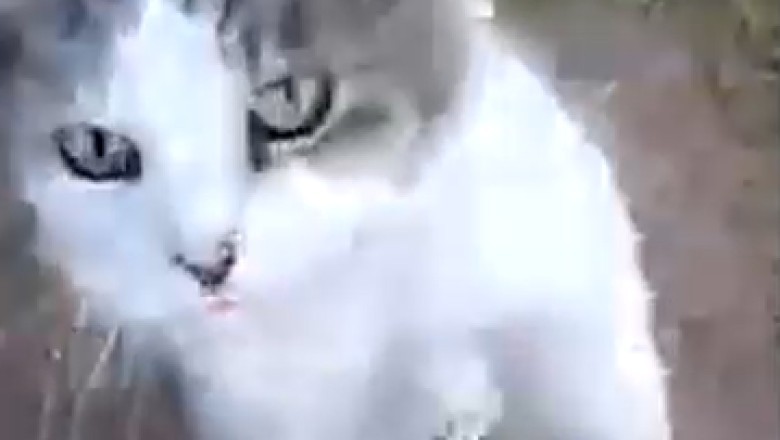 Hilarious Cat's Playtime Hijinks: Watch This Adorable Feline's Comical Quest for Fun!