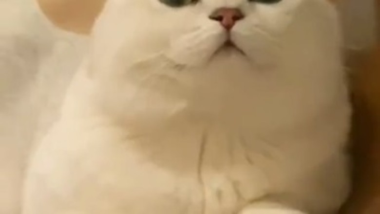 Hilarious Cat Takes Matters Into Its Own Paws: Watch as it Covers Its Ears!