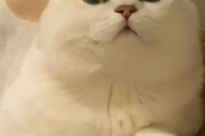 Hilarious Cat Takes Matters Into Its Own Paws: Watch as it Covers Its Ears!