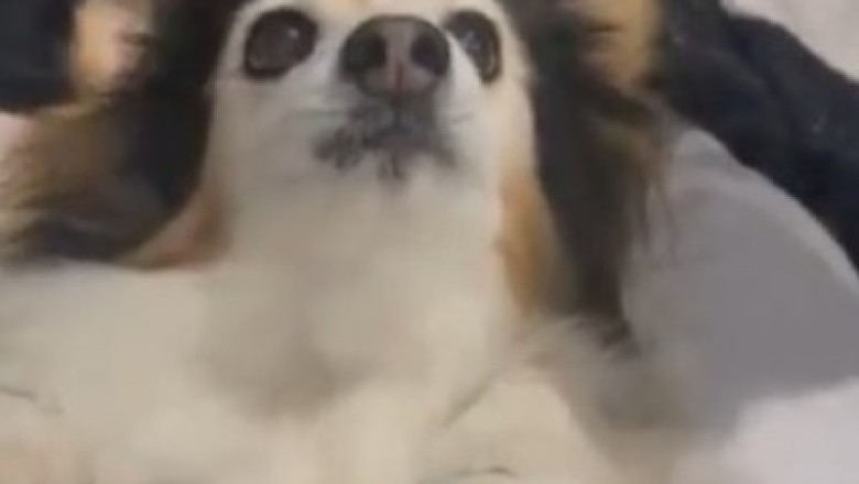 Hilarious Dog vs Comb Battle: Who Will Win the Fluffy Showdown?