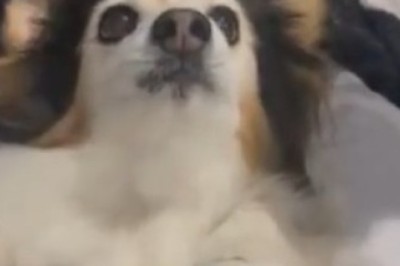 Hilarious Dog vs Comb Battle: Who Will Win the Fluffy Showdown?