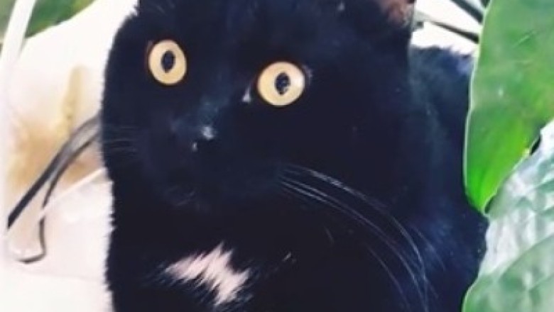 Hilarious Feline Antics: Watch This Curious Cat's Hilarious Reaction to Something Unexpected!