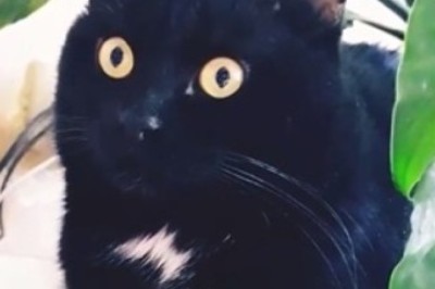 Hilarious Feline Antics: Watch This Curious Cat's Hilarious Reaction to Something Unexpected!