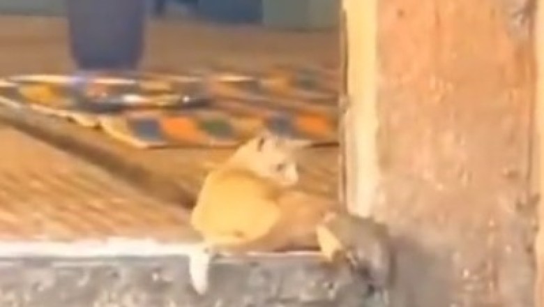 Hilarious Hijinks: A Cat and Mouse Comedy Showdown!