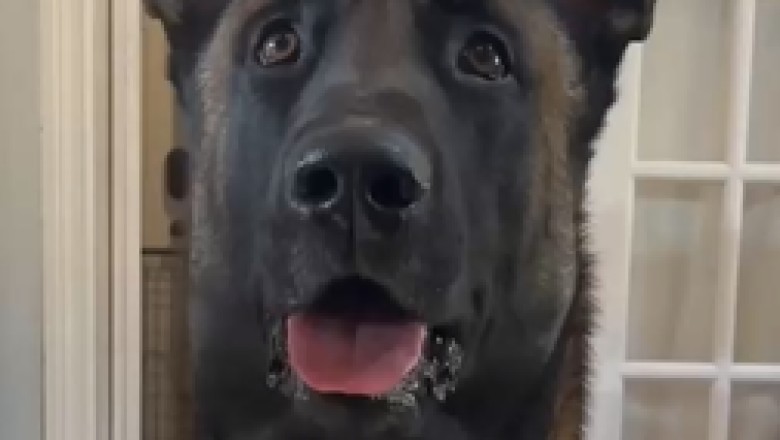 Hilarious Hijinks: The Dog with a 'Light'bulb Moment - Watch as Confused Canine Wanders Through the World of Illumination!