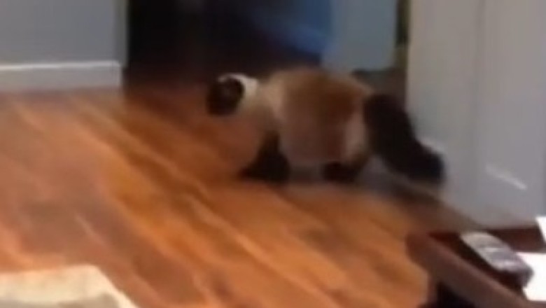 Hilarious Hissy Fits and Purr-nic Attacks: Watch Cats When They Are Scared!