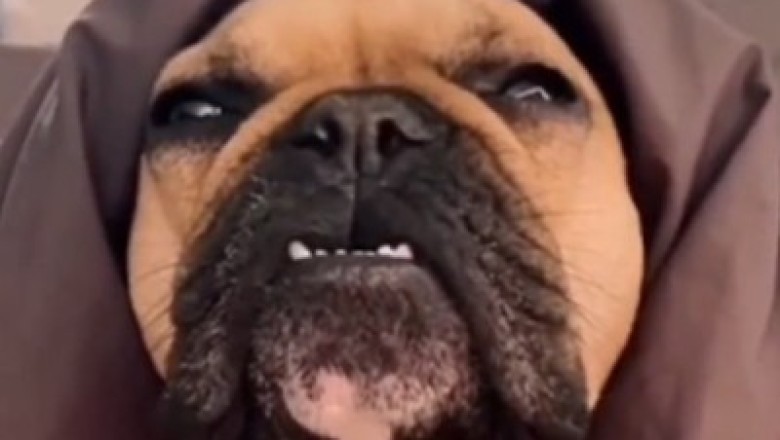 Hilarious Howling Hijinks: Watch This Dog's Spot-on Wolf Impersonation!