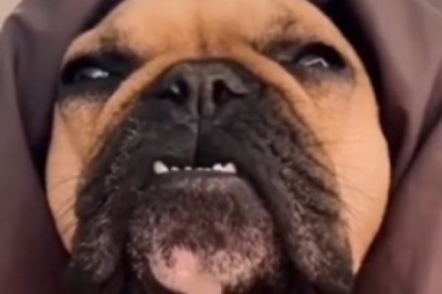 Hilarious Howling Hijinks: Watch This Dog's Spot-on Wolf Impersonation!