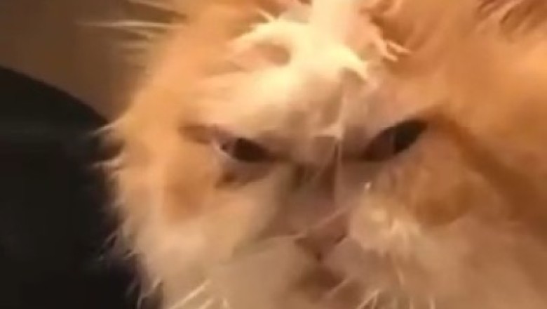 Hilarious Old Cat Throws 'Purrfect' Party: Watch the Geriatric Feline Rule the Internet!
