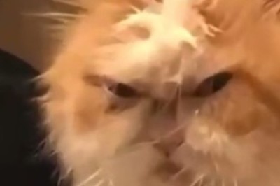 Hilarious Old Cat Throws 'Purrfect' Party: Watch the Geriatric Feline Rule the Internet!