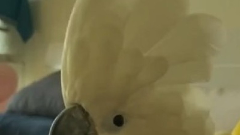 Hilarious Parrot Shocks Owners with Its Hilarious 'Hello' Impersonation!