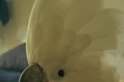 Hilarious Parrot Shocks Owners with Its Hilarious 'Hello' Impersonation!