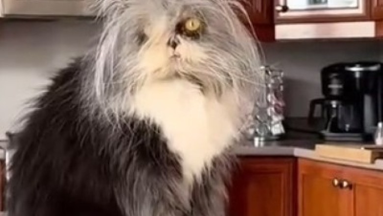 Hilarity Overload: Watch This Hairy Cat's Hilarious Antics That Will Leave You in Stitches!