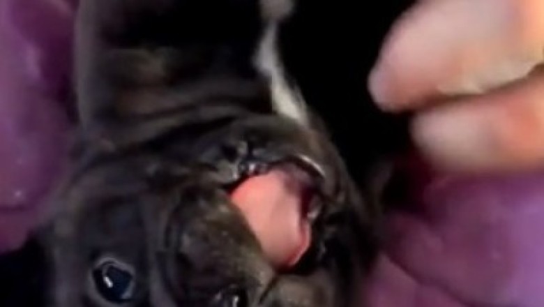 Laughing Out Loud: Hilarious Small Dog Can't Stop Giggling and It's the Cutest Thing You'll See Today!