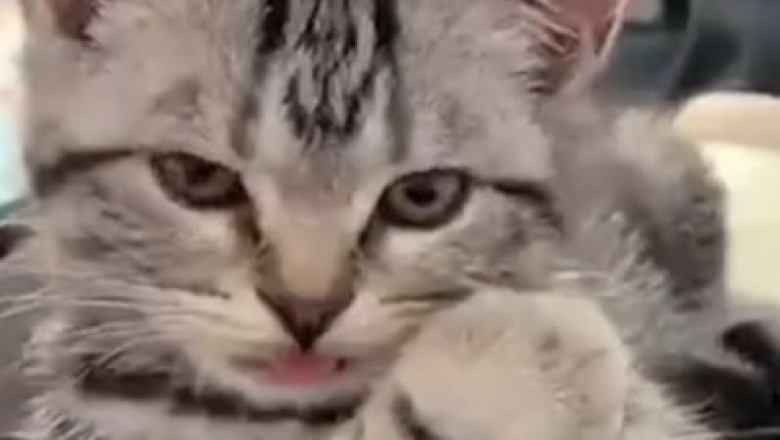 Mischief Unleashed! This Lovely Cat Unleashes a Hilarious Frenzy of Cuteness!