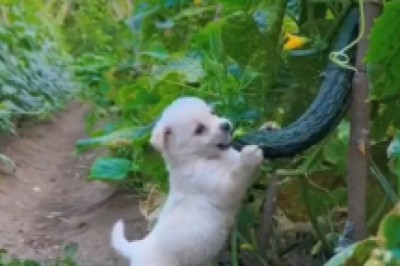 Orchard Raid: Adorable Small Dog Discovers the Ultimate Snack Heaven!