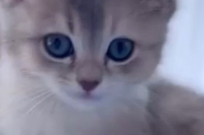 Pawsome Shenanigans: Adorable Cat's Hilarious Antics Will Make Your Day!