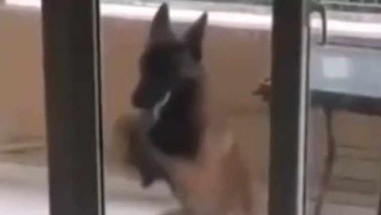 Persistent Pooch vs. Impenetrable Door: Watch as Determined Doggo Hilariously Tries to Gain Entry!