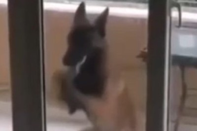 Persistent Pooch vs. Impenetrable Door: Watch as Determined Doggo Hilariously Tries to Gain Entry!
