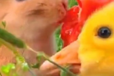 Quack Jumps and Bunny Hops: A Delightful Adventure in the Orchard!