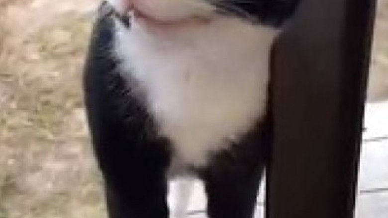 Quirky Cat on a Mission: Hilarious Antics of a Determined Feline in Pursuit of 'The Something'!