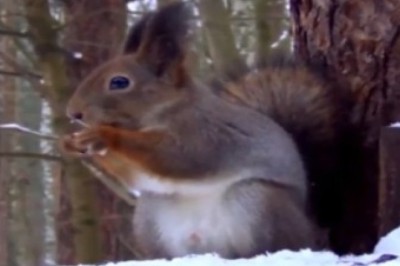 The Unbelievable Adventures of a Wild Squirrel - Prepare for the Ultimate Comedy Show!