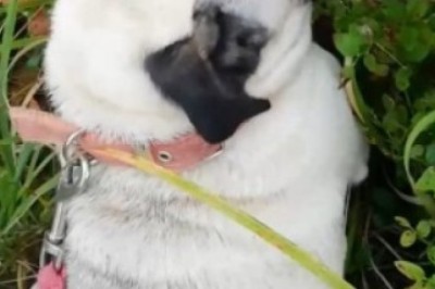 Tiny Pup, Big Swagger: Hilarious Video of the Tiniest Dog with the Confidence of a Giant!