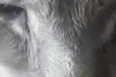 Unbelievable! Viral Video: Cat Masters the Art of Zen and Calmness!