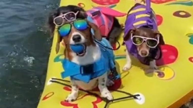 Unleash the Laughter: Hilarious Video of a Dog Captaining a Boat and Pulling Three Fellow Canine Companions!