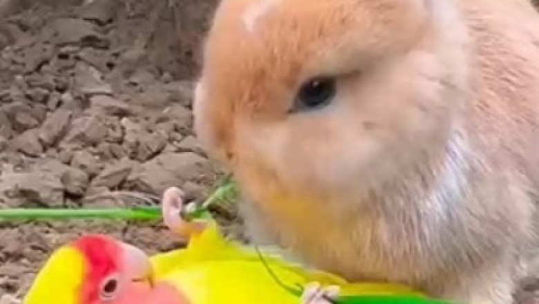 Unlikely BFFs: The Hilarious Friendship Between a Parrot and a Rabbit is Pure Comedy Gold!
