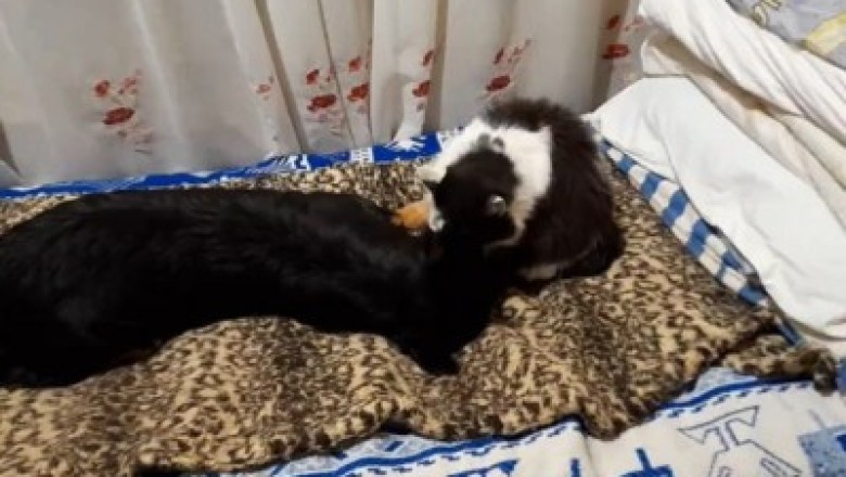Unlikely Duo Unleash Adorable Antics: Hilarious Dog and Cat Enjoy Beautiful Bond!