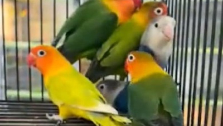 Wings of Hilarity: Hilarious Video of Parrots Unleashing their Feathery Antics Inside a Cage!