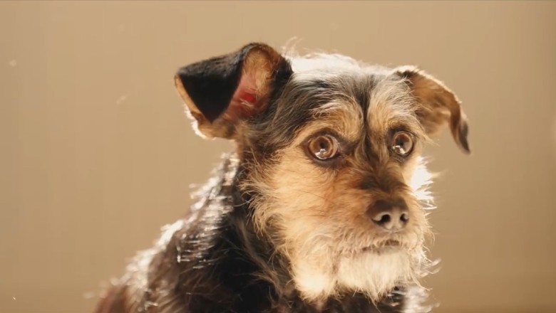 Adorable Dog's Hilarious Antics Will Melt Your Heart!