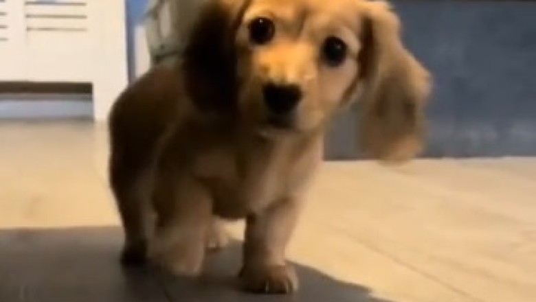 Adorable Pooch's Hilarious Quest! Watch as this Determined Dog Goes on a Charming Mission to Get Somewhere!