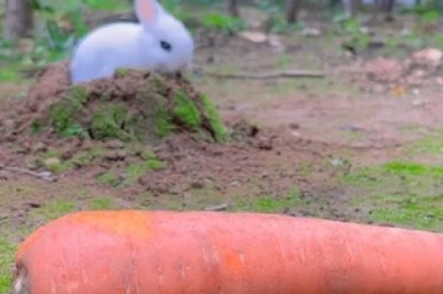 Carrot Crunch Mania: Watch This Adorable Rabbit Go Bonkers Over Carrots in the Ultimate Munch Fest!