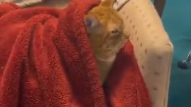 Cat Comedy Master: Watch This Hilarious Feline Crack Purr-fect Jokes About Sneezes!