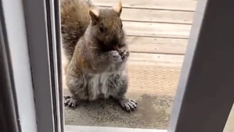 Cat vs. Squirrel: An Epic Battle to Protect the Homestead!