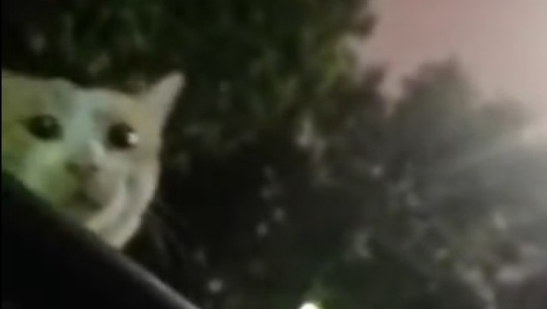 Cats Gone Wild: Hilarious Video Shows a Mischievous Feline Giving a Surprising Smackdown to an Unexpecting Man Inside a Car!