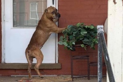 Cupid's Resilience: The Tale of the Abandoned Dog Who Still Knocks on the Door of Hope (Video)