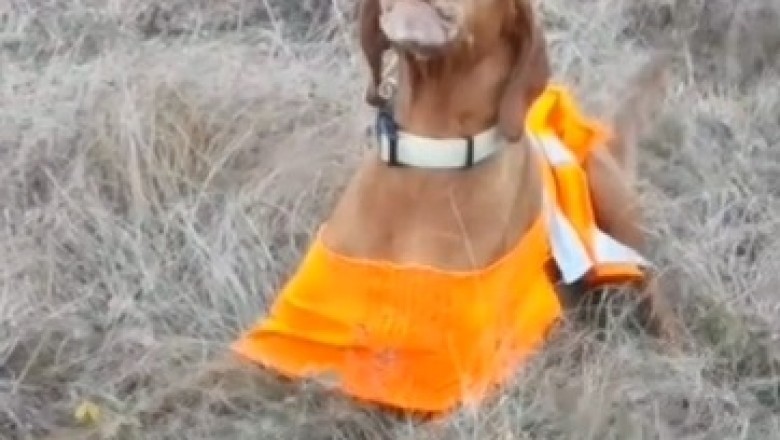 Curtain Chaos Unleashed: Hilarious Battle of the Pooches for Window-Watching Glory!