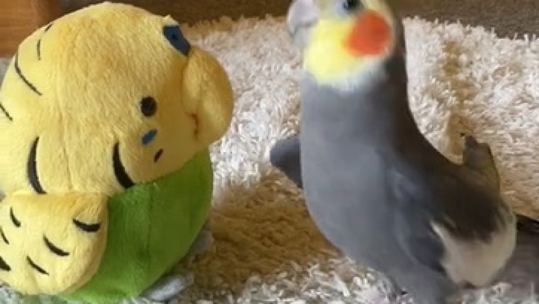 Feathered Superstar Alert! Watch This Parrot Bust a Move and Belt Out Tunes in Hilarious Dance Party!